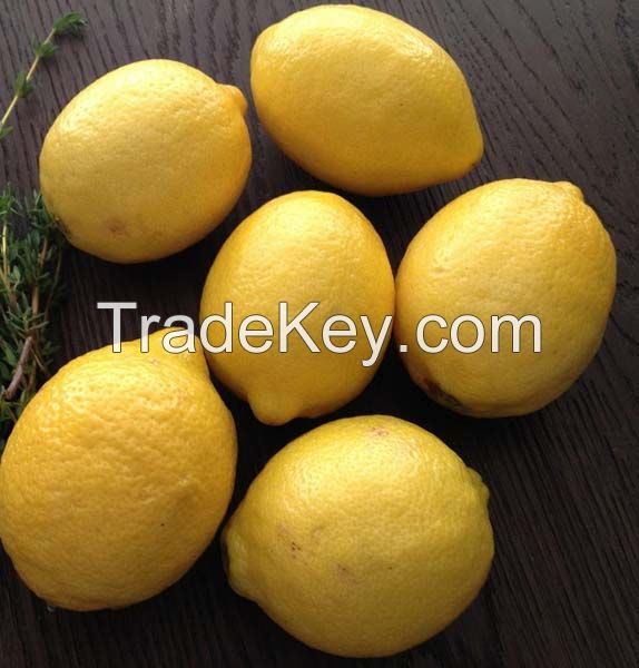 South africa fresh lemon 