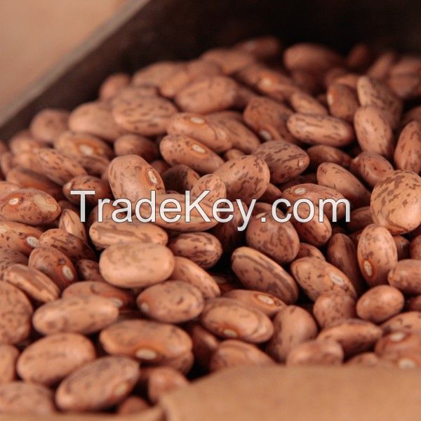 Pinto Beans (Best Quality and Prices) 
