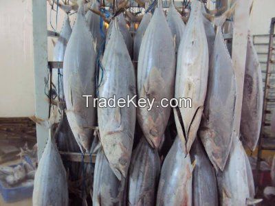 Frozen skipjack tuna fish-Best Prices and Best Quality 