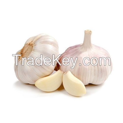 Fresh White Garlic - Best Price and Quality 
