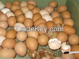 FRESH CHICKEN EGGS FERTILE/ HATCHING CHICKEN EGG/ BROILER CHICKEN EGGS /COBB 500 , ROSS 308