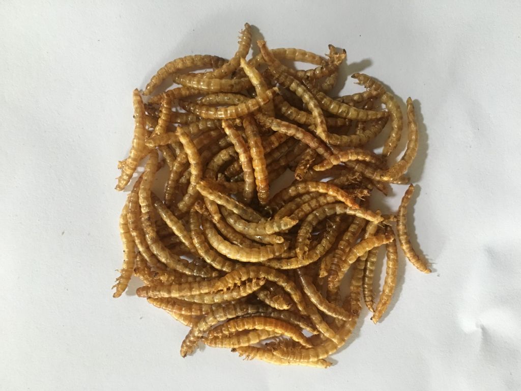 Meal Worms Dried Poultry Feed Dried Mealworms