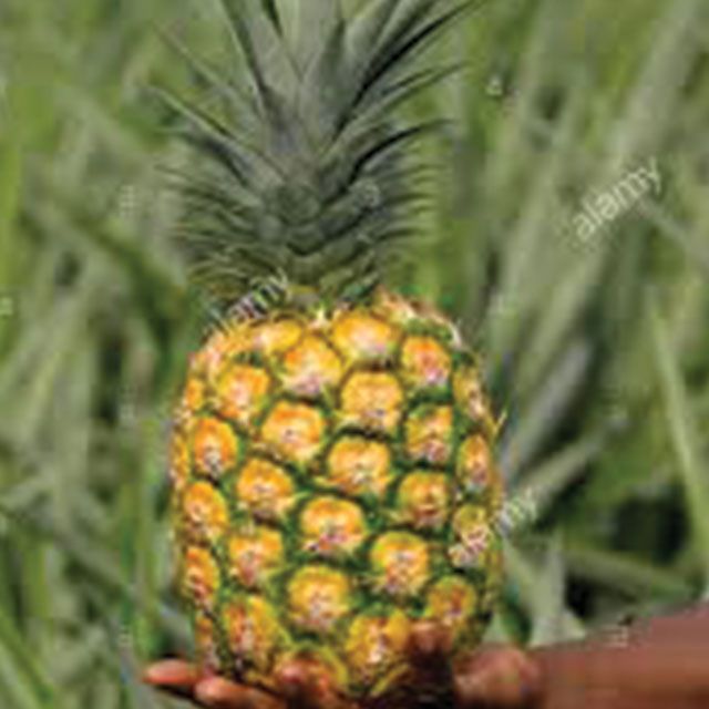 MD2 & N36 PINEAPPLES FROM MALAYSIA