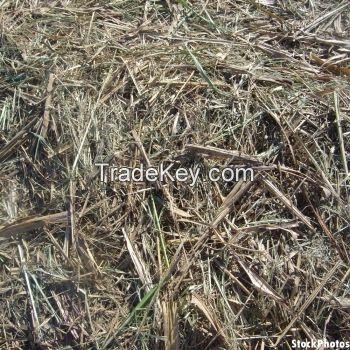 Corn Silage for Animal Feed from VietNam
