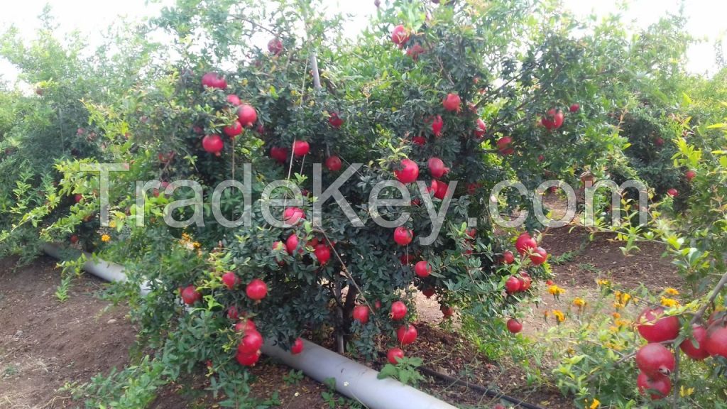 fresh pomegrante