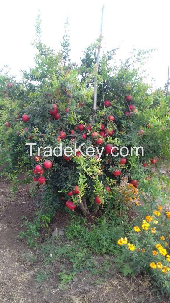 fresh pomegrante