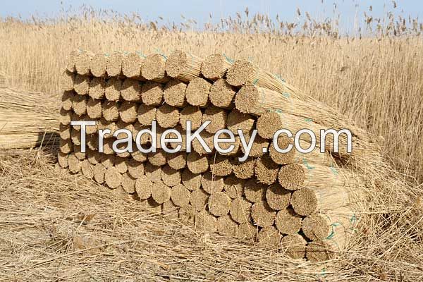 Water reed for roofing