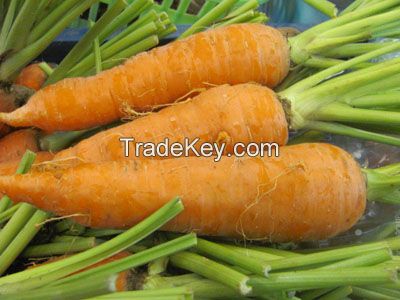 Organic Carrots