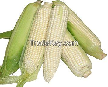 Oragnic Corn