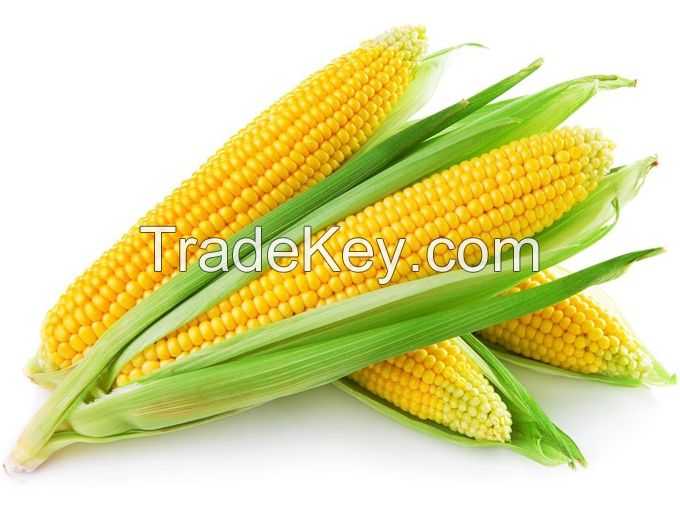 Oragnic Corn