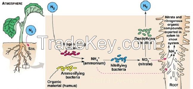 Azospirillum