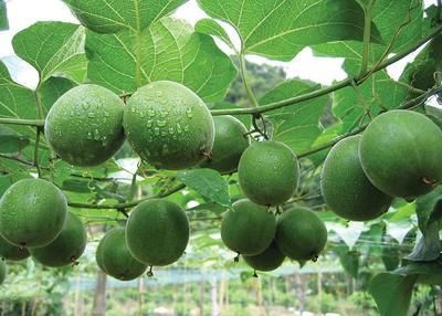 Luo Han Guo Extractï¼ˆArhat Fruit Extractï¼‰