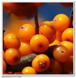 sea buckthorn oil,sea buckthorn seed oil ,sea buckthorn fruit oil