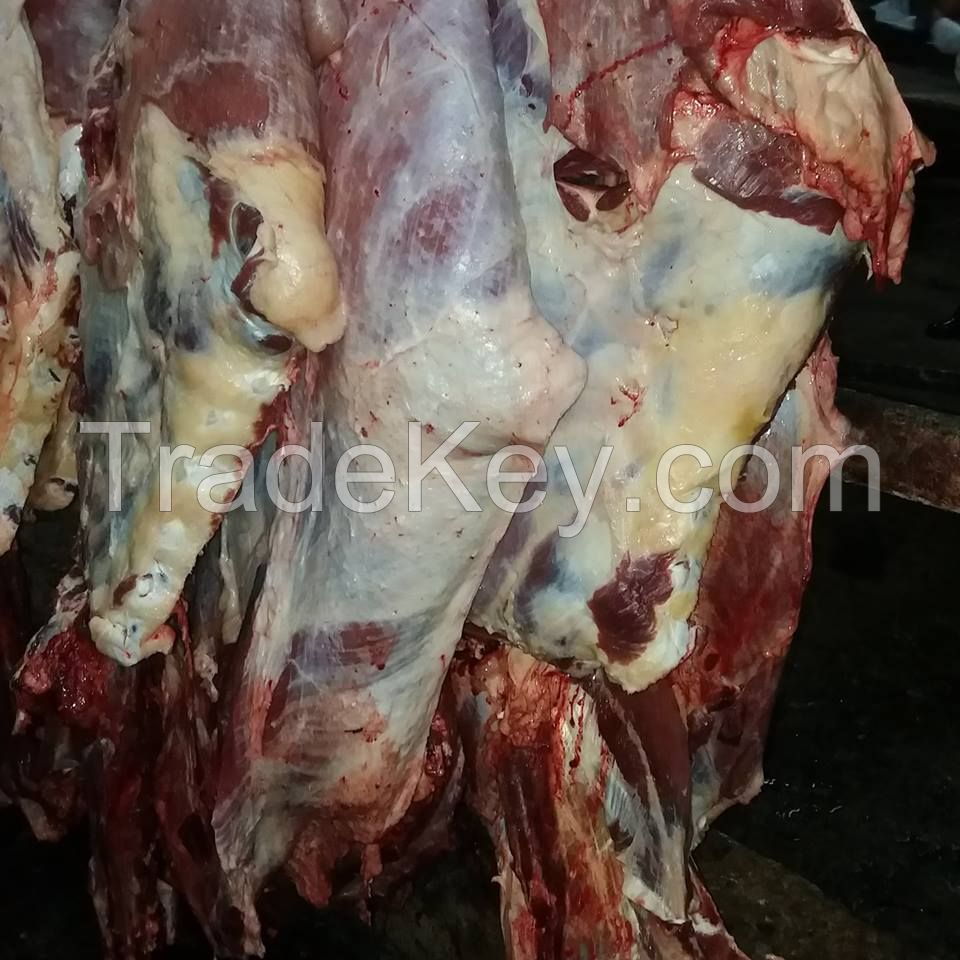 Halal Frozen Boneless Beef,Buffalo Meat,Lamb Meat, Mutton, Goat, Veal, Beef, Venison and Carcass