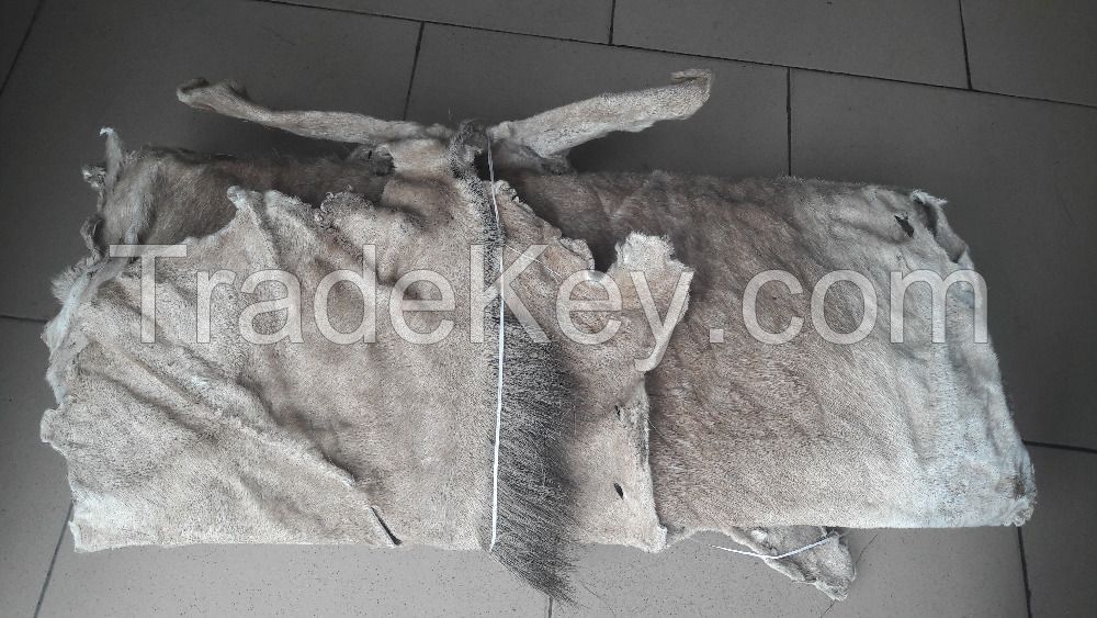 DRY AND WET SALTED DONKEY SKIN.