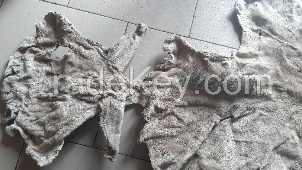 Wet Salted Donkey Skin / Dry Salted Donkey Hide / Air dried Donkey Skin