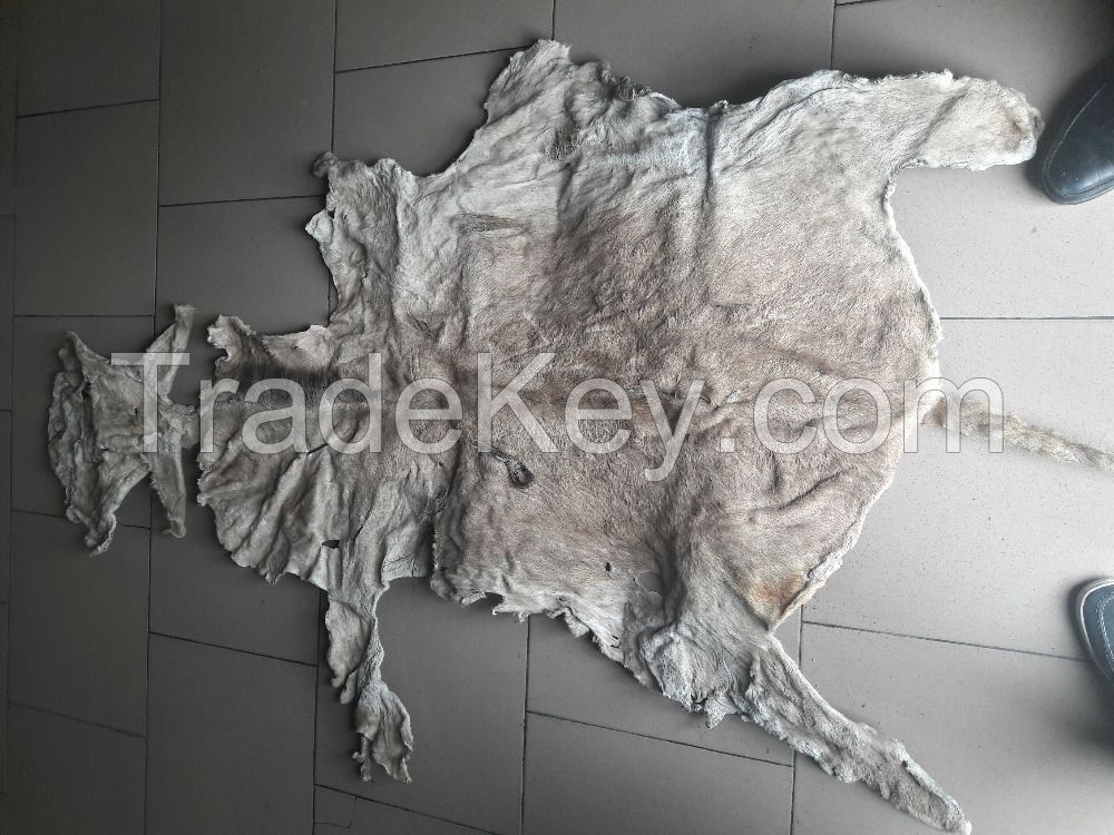 Best Grade Wet Salted Donkey hides / Wet salted Donkey / Cow Skin / Dry salted Cow hides