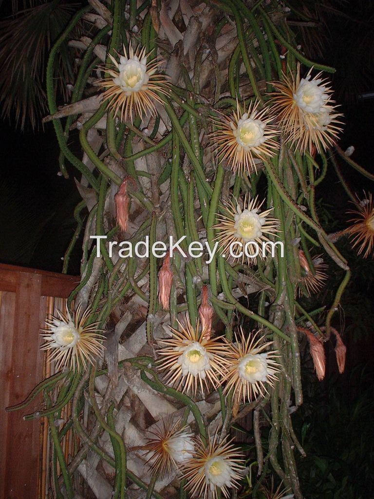 Strophanthus Gratus seeds and other herbal plants for sale (Yohimbe,Prunus Africana )