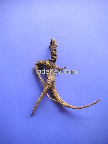 Strophanthus Gratus seeds and other herbal plants for sale (Yohimbe,Prunus Africana )