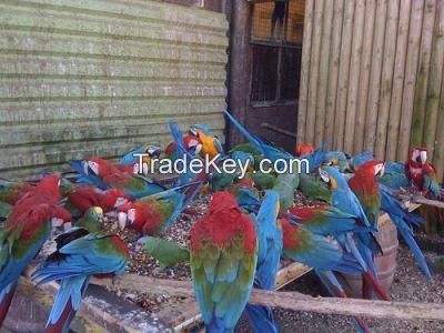 Parrots and Parrot Chicks And Fertile parrot Eggs For Sale