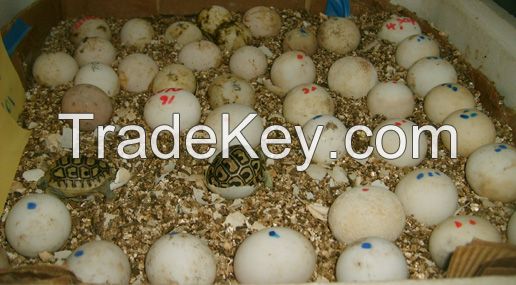 Parrots and Parrot Chicks And Fertile parrot Eggs For Sale