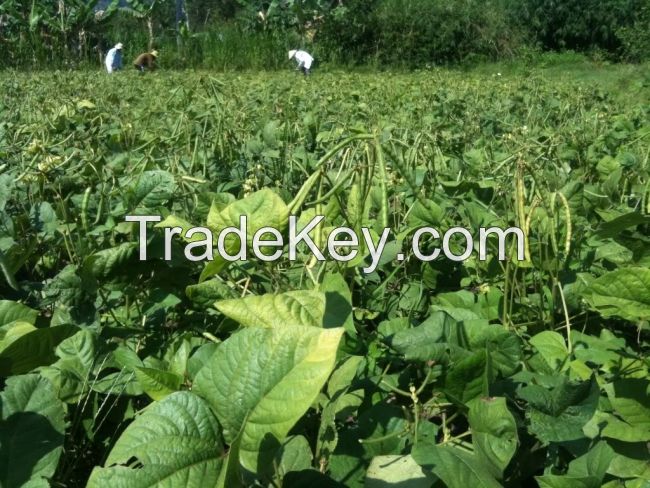 Mung bean from Vietnam High quality