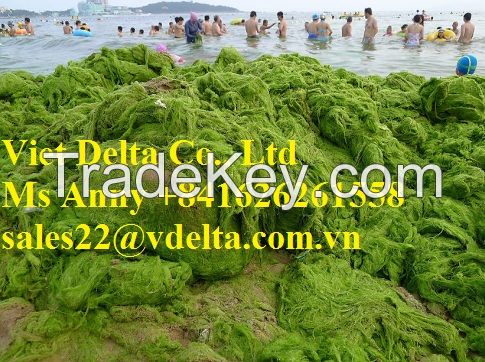 PURE GREEN SEAWEED POWDER// ANNY +84 1626 261 558