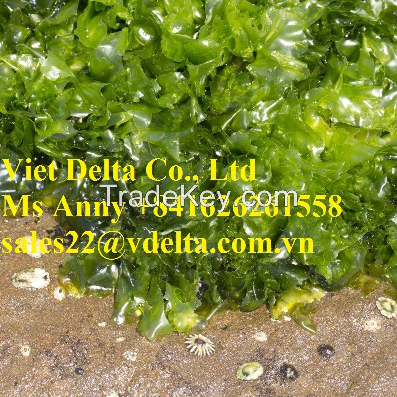 PURE GREEN SEAWEED POWDER// ANNY +84 1626 261 558