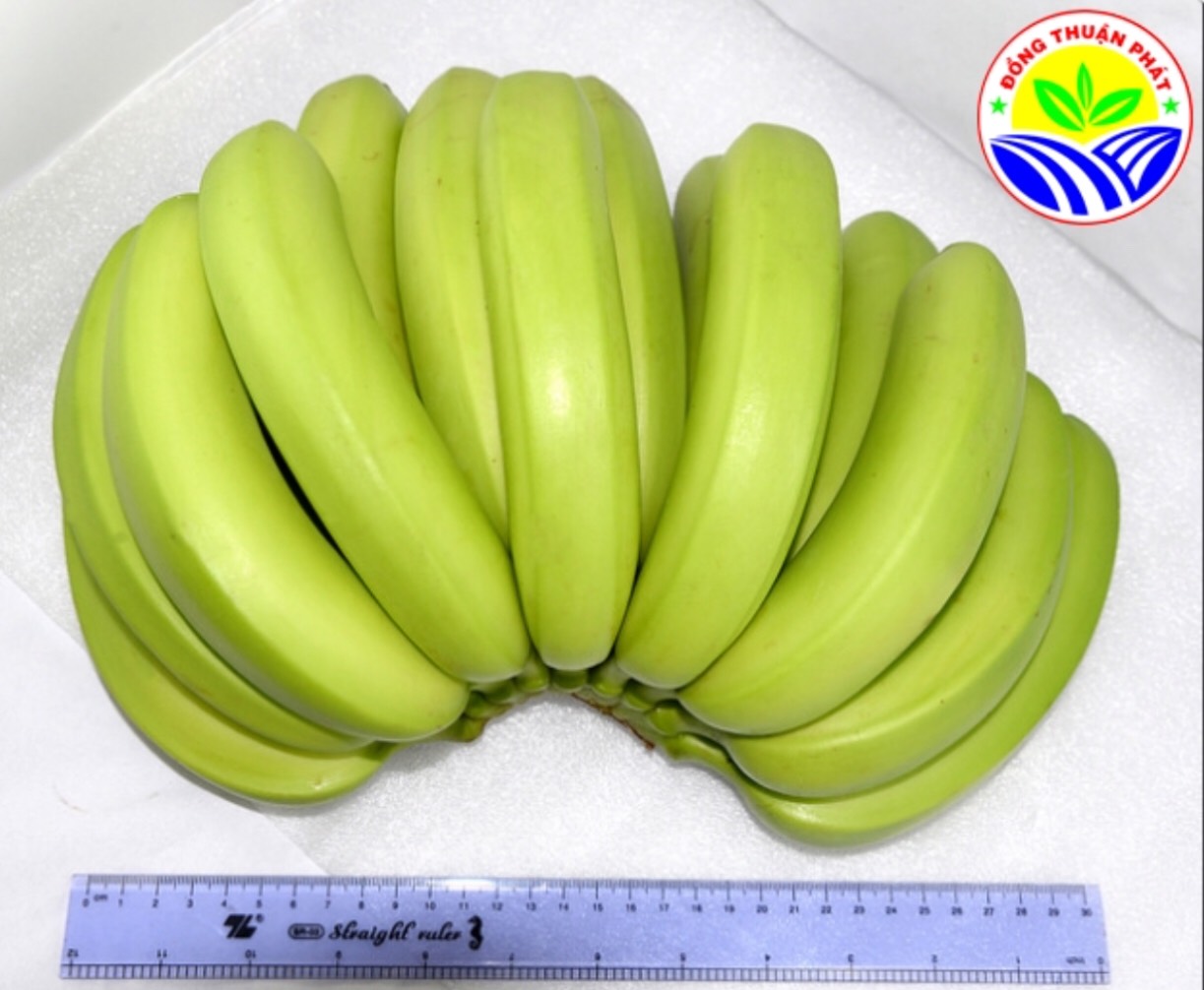 Fresh Green Cavendish Banana