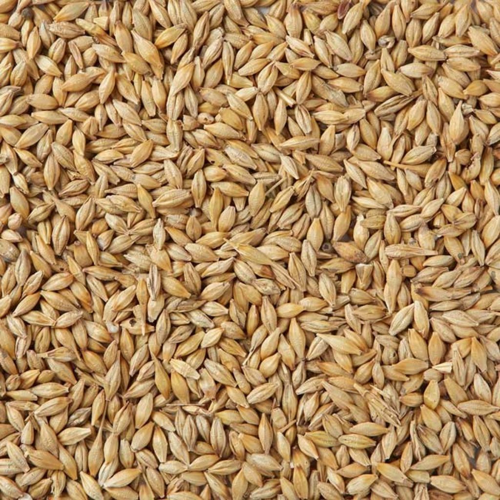 Barley