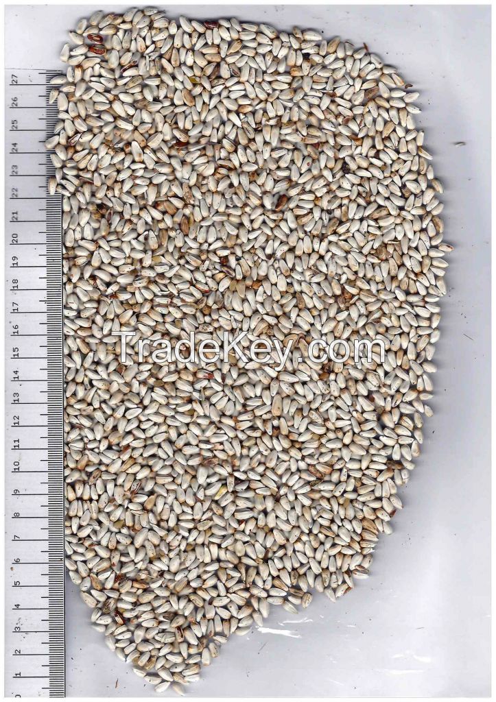 Safflower seed