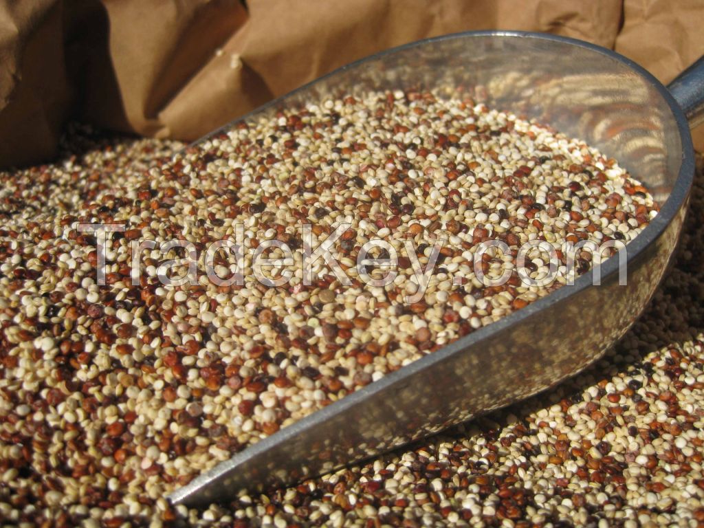 Quinoa seeds