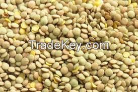 Green Lentil Wholesale