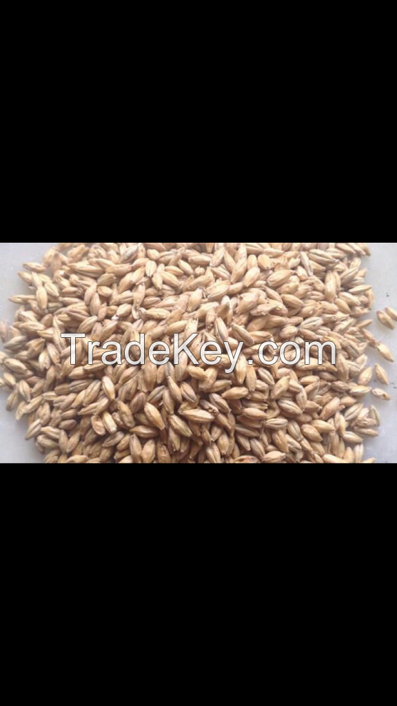 barley