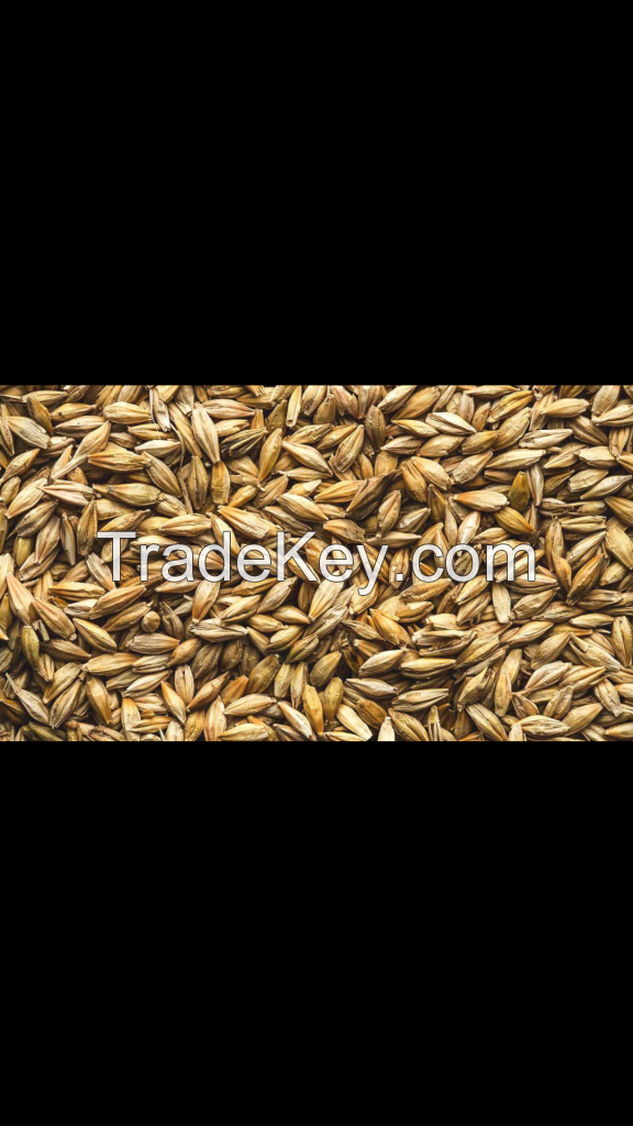 barley