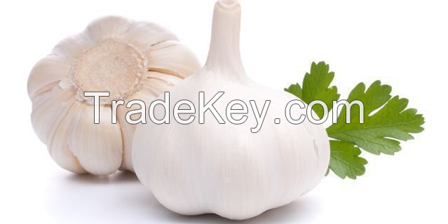 Garlic