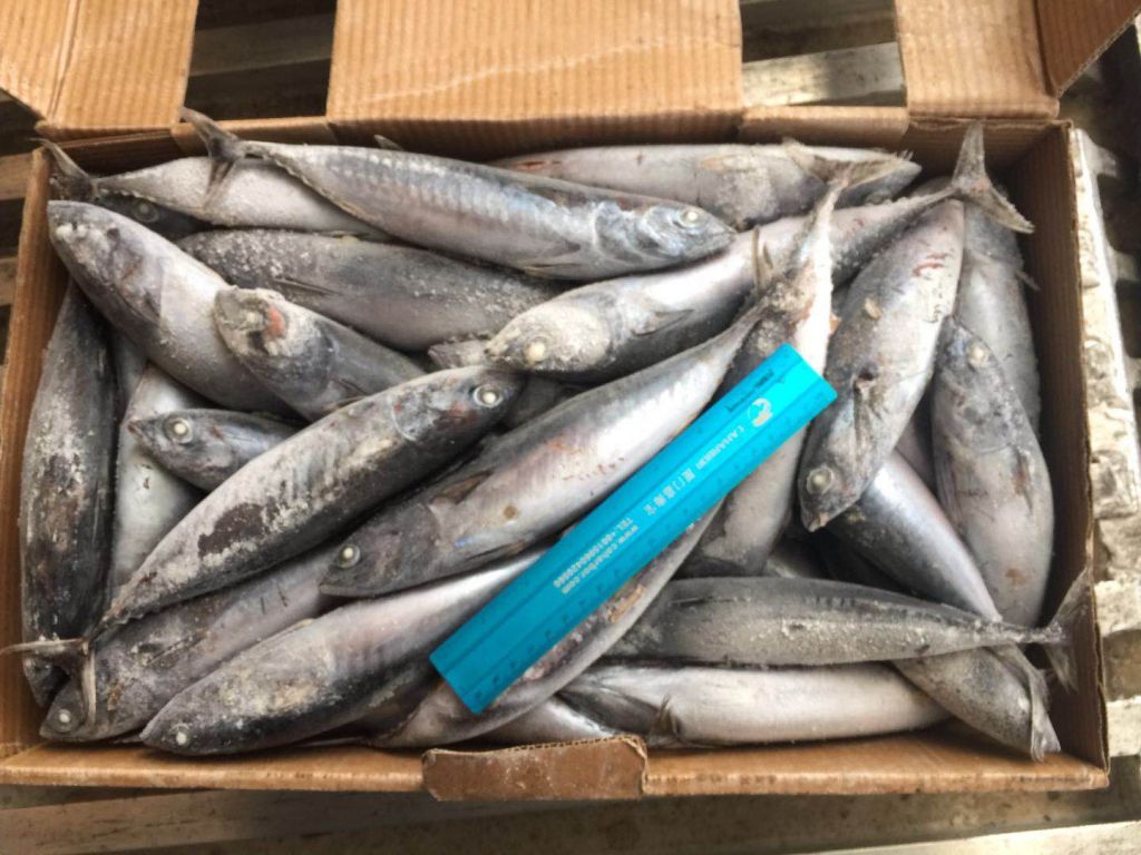 Caharbor Frozen seafood sardine muroaji bonito squid