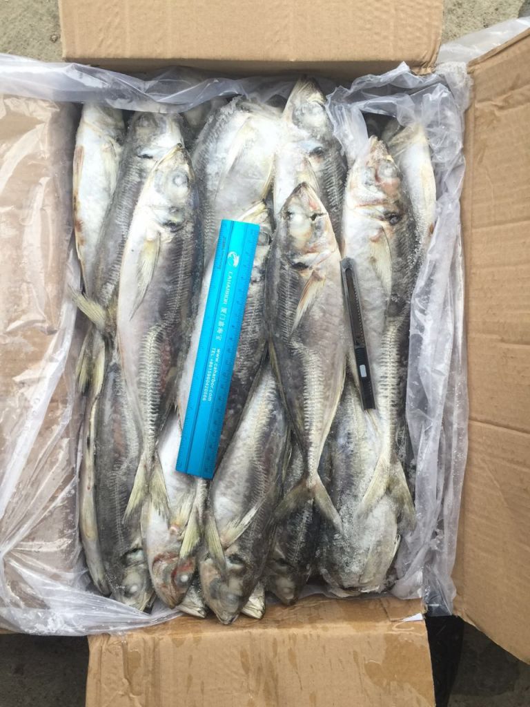 Frozen Horse mackerel Trachurus trachurus