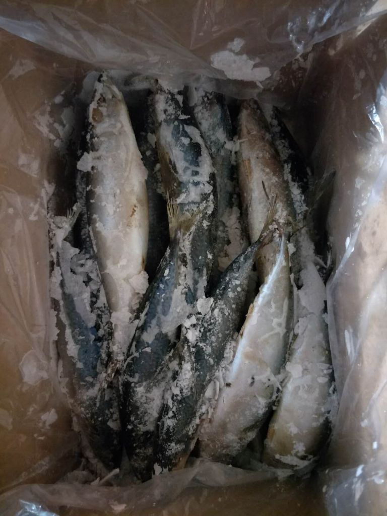 Frozen pacific mackerel Scomber japonicus on sale