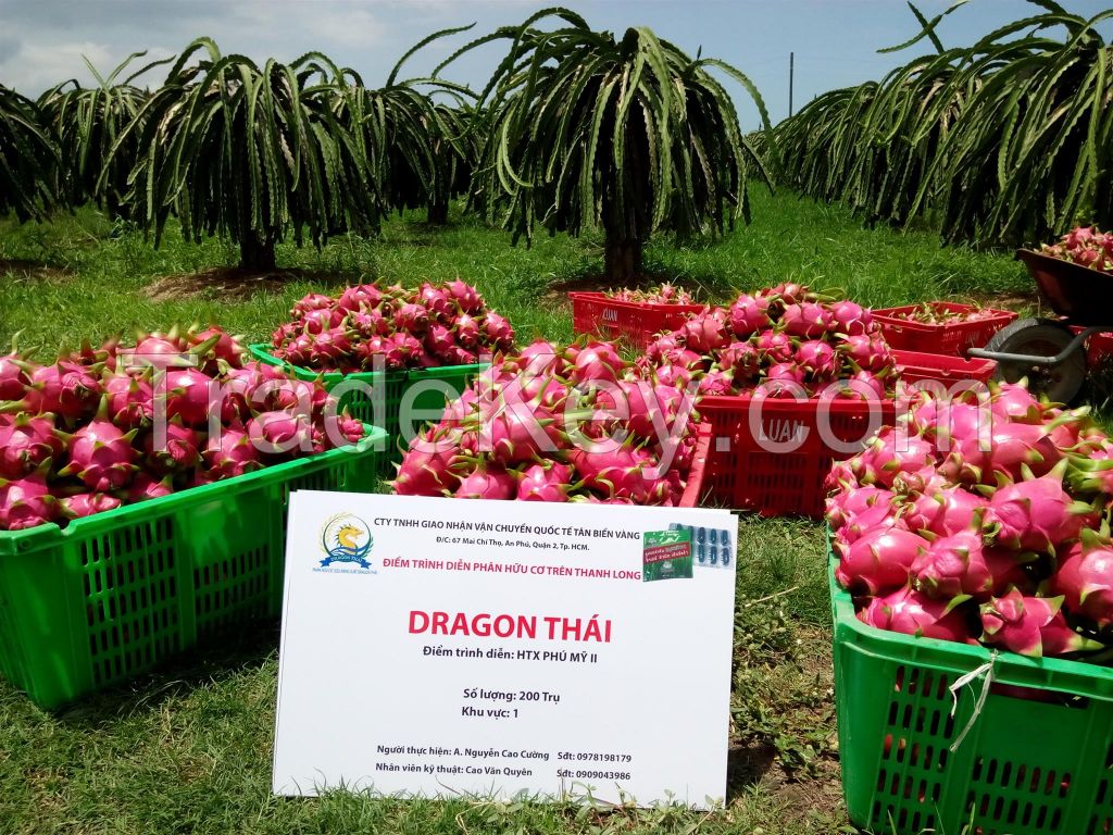 Premium Quality Dragon Fruit - Red/White Pulp Dragon Fruit