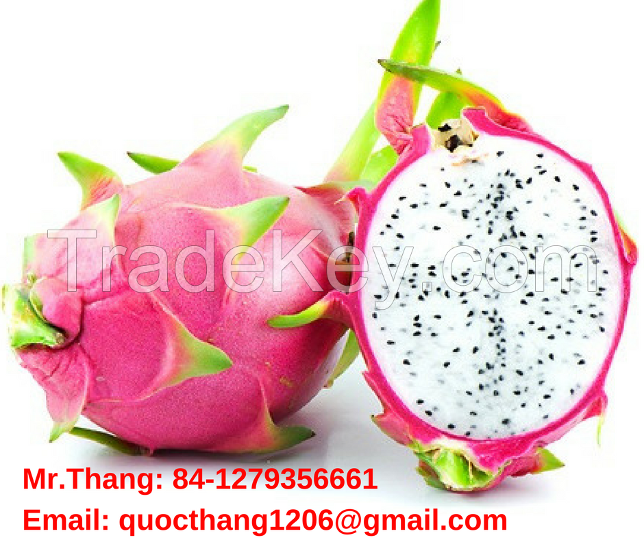 Best Price Dragon Fruit - Red/White Pulp Dragon Fruit