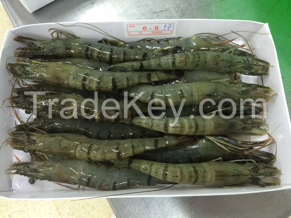 Frozen Raw Black Tiger Prawn Shrimp With HOSO / Frozen Peeled Red Shrimp for sale