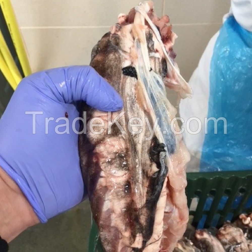 Cod Bladder / Cod FishMaw /  Cod Backbones / Cod Head / Cod Fillet  / Frozen Cod bladder 