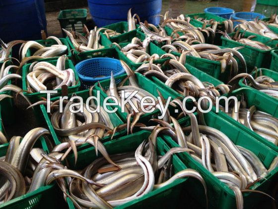 Frozen Eel Fish / Premium Quality Ribbon fish/ Frozen Ribbon Fish 