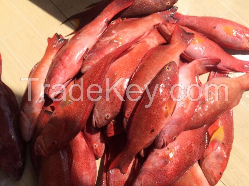 Frozen Red Mullet /  Frozen red mullet fish / Good Quality Red Mullet Fish / Sea bass / Sea bream 