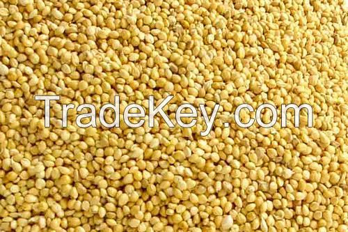 2018 crop white red black yellow glutinous broomcorn millet sticky millet for bird feeds