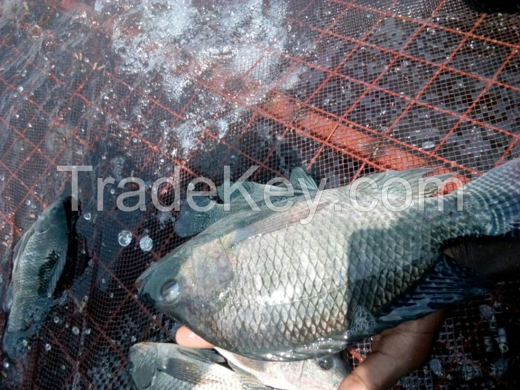 Nile Tilapia from Uganda