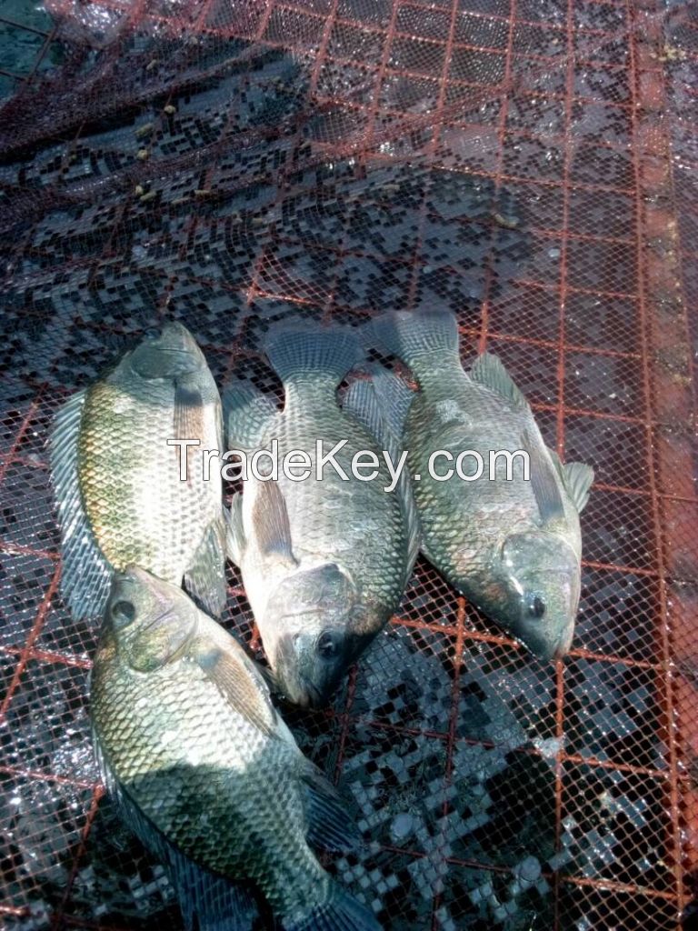 Nile Tilapia from Uganda