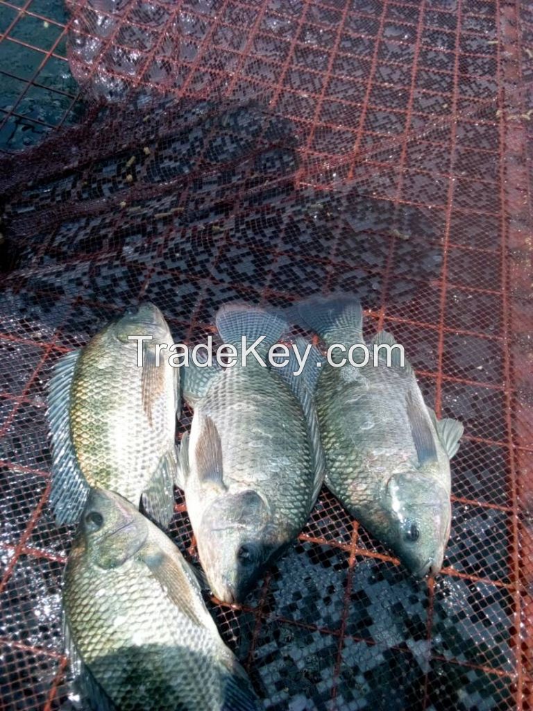 Nile Tilapia from Uganda