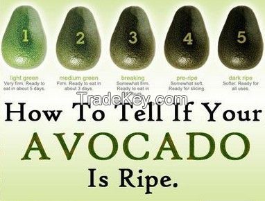 Hass avocado from Mexico